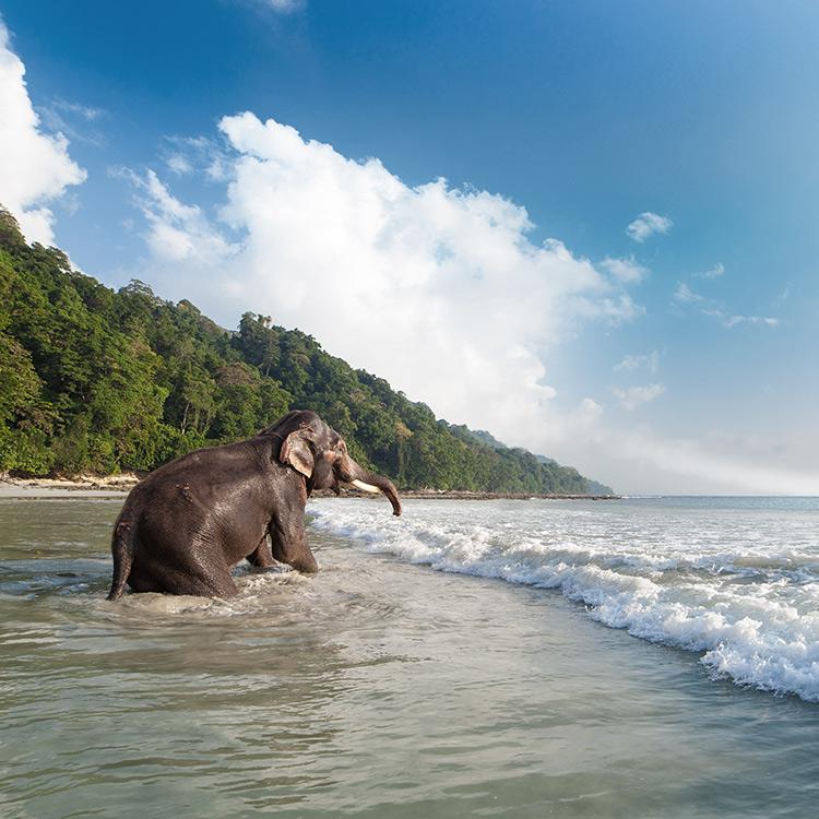 Exotic Andaman